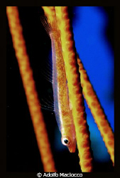 goby on whip coral
sharm el sheikh by Adolfo Maciocco 